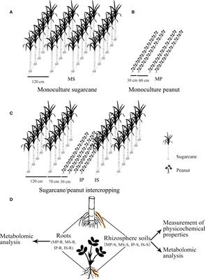 Beneficial shift of rhizosphere soil nutrients and metabolites under a sugarcane/peanut intercropping system